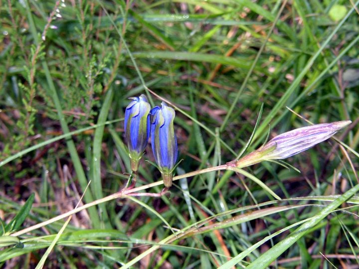 Gentiane pneumonanthe   Gentiana pneumonanthe